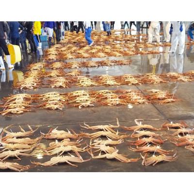 ふるさと納税 射水市 【富山県新湊産】ボイル本ずわい蟹姿(約700g)×1尾 |  | 01