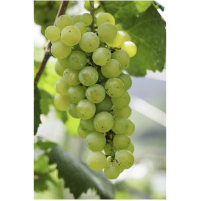 ふるさと納税 足利市 スパークリングワイン　北のぼ |  | 01