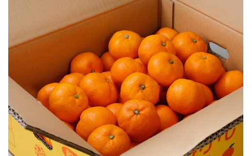 【2024年12月発送予約分】【家庭用】【農家直送】こだわりの有田みかん 約8kg＋250g(傷み補償分) 有機質肥料100% サイズ混合　【12月発送】※北海道・沖縄・離島配送不可【nuk100-2