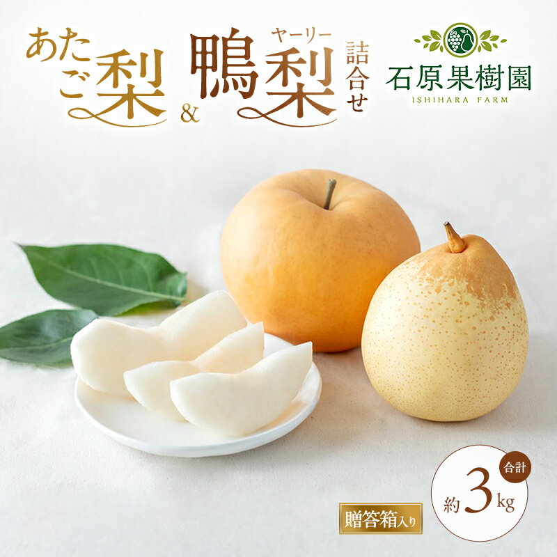 【ふるさと納税】梨 2026年 先行予約 あたご梨・鴨梨（ヤーリー）詰合せ 合計約3kg あたご1〜3玉 鴨梨3〜5玉 贈答箱【11月下旬〜12月中旬頃発送】 ナシ なし 岡山県産 国産 フルーツ 果物 ギフト 石原果樹園　お届け：2026年11月15日〜2026年12月20日