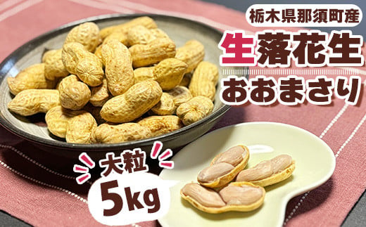 大粒生落花生「おおまさり」5kg ｜ 落花生 大粒 ピーナッツ おつまみ 国産 おやつ 冷蔵 那須 栃木県 那須町〔D-50〕 ※2026年9月～発送