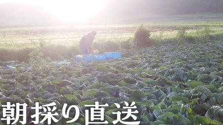 【 8月 上旬発送開始】 まぼろしの419キャベツ 4玉 幻のキャベツ419 きゃべつ 嬬恋村産キャベツ 幻のキャベツ419 産地直送 期間限定 先行予約 人気 朝採り 通販 お取り寄せ 関東 群馬 