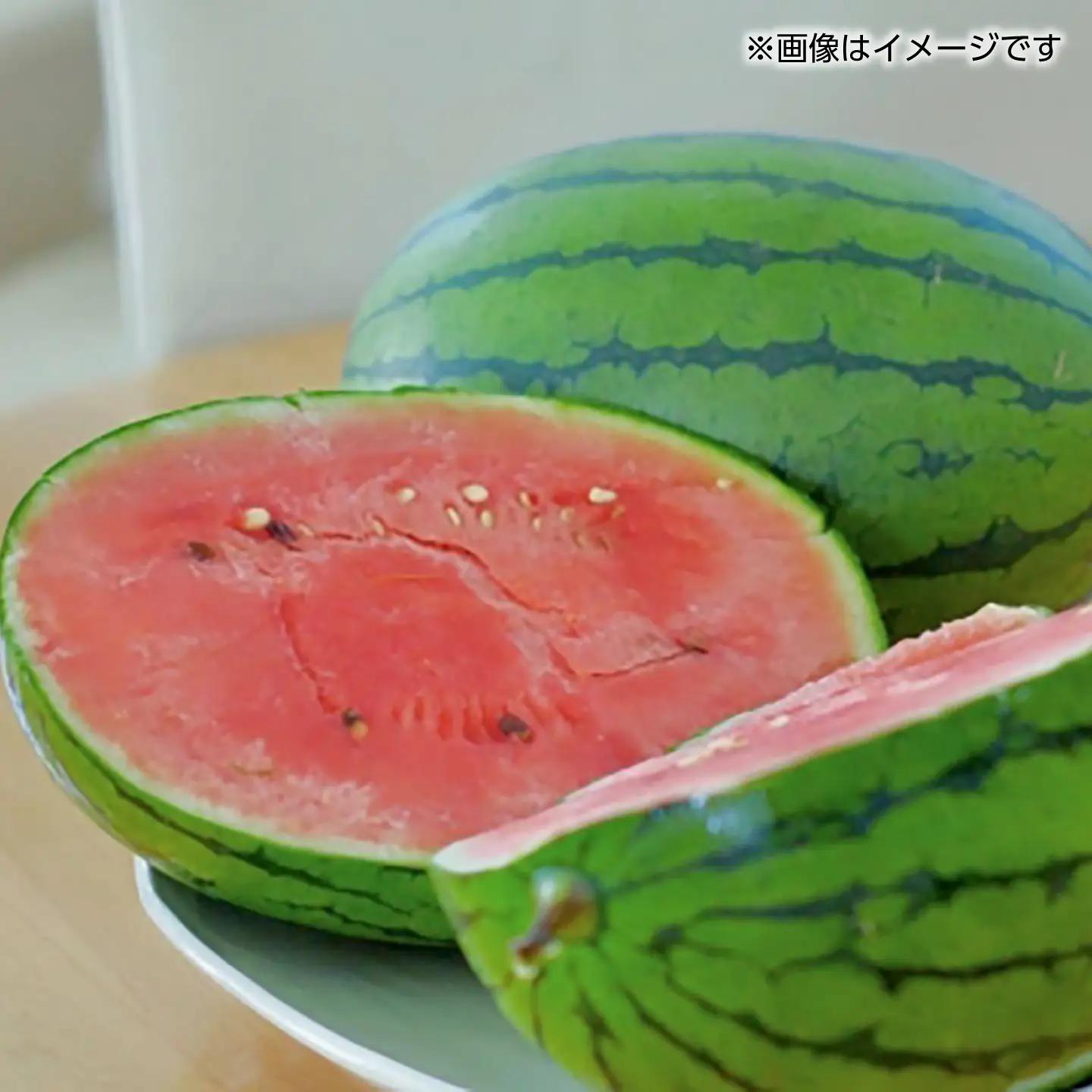 【訳あり】 小玉スイカ (1玉) すいか 小玉 フルーツ 果物 山鹿市 【くまふる】[ZBG091]