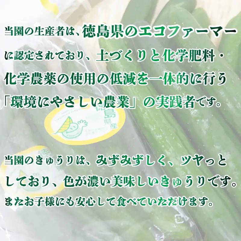 野菜 夏野菜 きゅうり 1kg  きゅうり