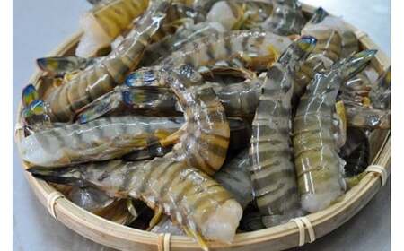 【予約受付 1月より順次発送】こだわりの車海老 無頭車海老（冷凍）250ｇ×3パック（合計750g）F010