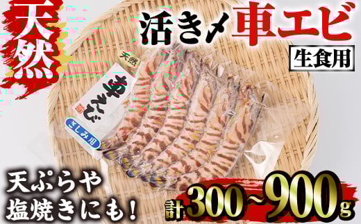 
            ＜内容量が選べる＞天然 活き〆車エビ 生食用 (300g・計900g)  エビ 海老 車海老 車エビ 冷凍 刺身 さしみ 天ぷら 塩焼 バーベキュー 国産 大分県産 大分県 鶴見食賓館 【opad007・opad008】【鶴見食賓館】
          
