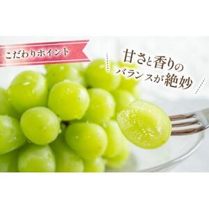 【2026年発送 先行受付】山梨県山梨市産 朝採れ シャインマスカット 1.2kg (2～3房)【配送不可地域：離島・沖縄県】【1691267】