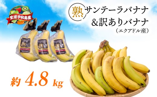 訳あり バナナ ＆ 熟サンテーラバナナ 計 約4.8kg ( 600g以上 × 3袋 + 訳あり 約 3kg) 徳田青果 果物 くだもの フルーツ ばなな トロピカルフルーツ 南国フルーツ 熟成バナナ 甘い コク 香り 朝食 おやつ スムージー  手軽 簡単 お取り寄せ 愛媛 宇和島 F010-194002
