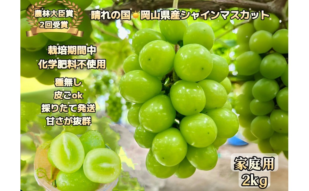 
                  ぶどう 2026年  シャインマスカット 家庭用 約2kg  家庭用  農林大臣賞2回受賞 岡山 果物 フルーツ  採りたて発送 農家直送 数量限定 新鮮  訳あり7月中旬から発送
                