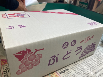 種なし巨峰 約2kg ぶどう 葡萄 果物 愛媛 人気 伊豫果園 伊予市｜B389