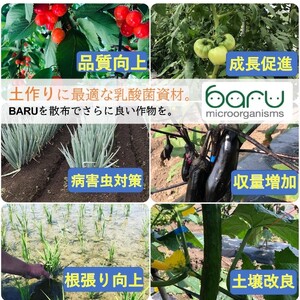 環境に優しい農業用乳酸菌　BARU乳酸菌液　500ml[A9901]
