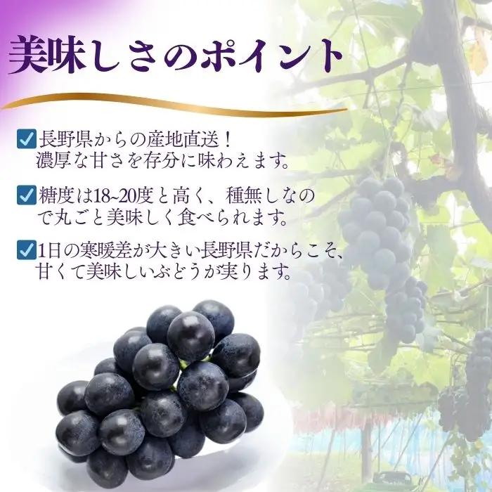 ナガノパープル 約2kg ※最低1.8kg以上（4~6房）| ナガノパープル