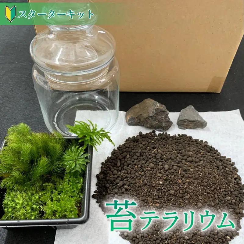 こけ専門農家直送!!苔テラリウムスターターキット 牧之原市 静岡