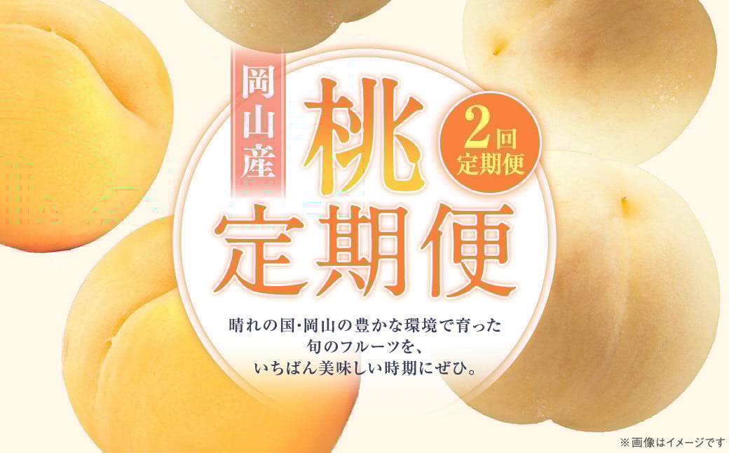 
            【2回定期便】 桃 （白桃・黄金桃）【2026年7月上旬より順次発送開始】 もも フルーツ 果物 くだもの ギフト 白桃 黄金桃 国産 岡山県産
          