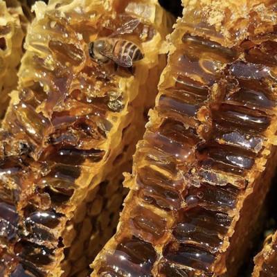 ふるさと納税 山鹿市 【熊本県北山麓】日本みつばち菊鹿・日本みつばち山鹿2本セット |  | 03