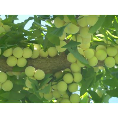ふるさと納税 山辺町 山形県山辺町産　むき実銀杏 (ぎんなん)【3L】 約700g(100g×7パック) |  | 01