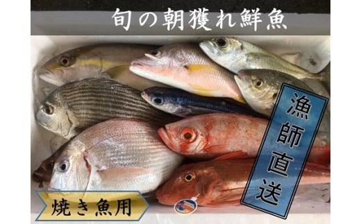 旬の朝獲れ鮮魚（焼き魚用）漁師おすすめセット 鮮魚 直送 ボックス 詰め合わせ【以布利定置網　漁師直送】朝獲れ 旬 焼き魚 焼魚 魚介 海鮮 魚 さかな せんぎょ 鮮魚セット おまかせ お任せ【S00821】
