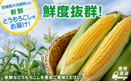 とうもろこし 味来 贈答用 5本 トウモロコシ 宮城県産 甘い 夏 朝採れ 産地直送 宮城県 大河原町