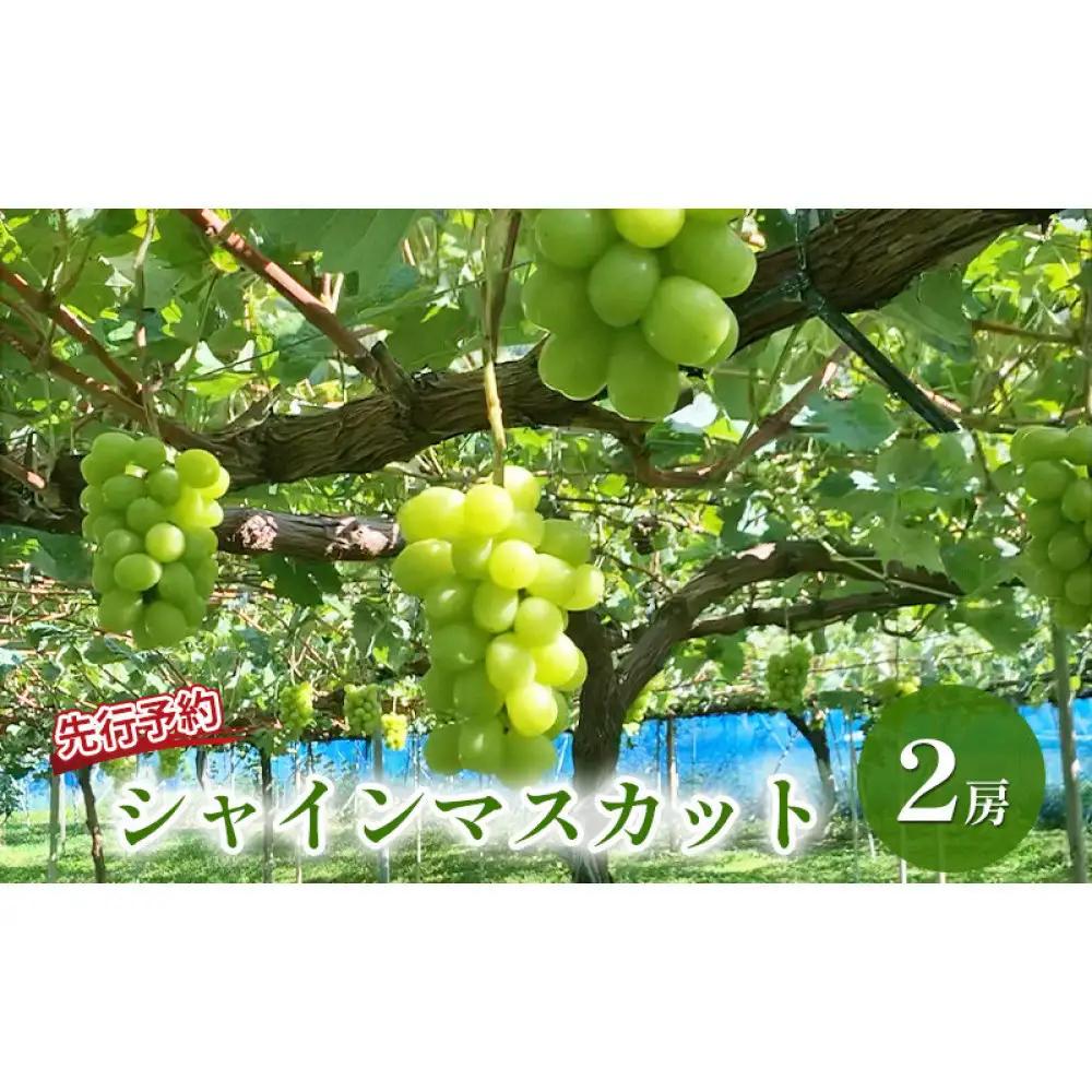 おかべ農園　長野市産 シャインマスカット（贈答用） 2房【2026年9月下旬頃発送予定】  |シャインマスカット