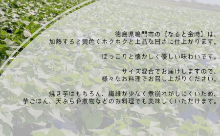 【濱田農園】 なると金時 (訳あり)  サイズ混合5kg | 訳あり さつまいも サツマイモ ご飯 天ぷら なると金時 ホクホク