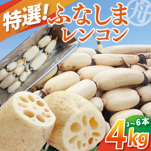 【先行予約】【特選】ふなしま蓮根(4kg箱)3～6本【レシピ 高品質 幻の蓮根 老舗 希少品種 柔らかい】(82-01-1)