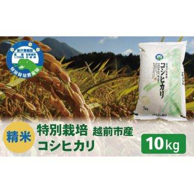 ふるさと納税 越前市 【先行受付】令和8年産 特別栽培 コシヒカリ　10kg