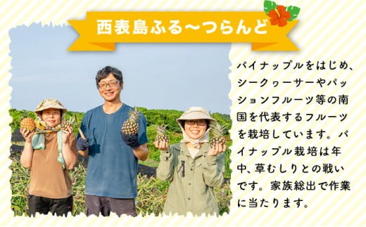 2026年 先行予約 島パイン (ハワイ種) 約3kg (2～4玉) パイナップルの王道 西表島産 パイン 果物 フルーツ