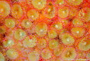 【ふるさと納税】清水町ふるさと大使　海洋生物写真家　峯水亮氏による　作品パネル　Jewel anemone（_MG_2940_A3W）