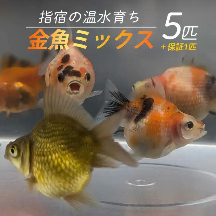 10営業日以内に発送 温水育ち 金魚ミックス5匹 otofarm IB148-002 ※北海道・沖縄・離島配送不可※ 金魚 金魚