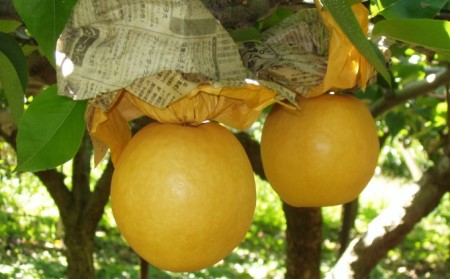 梨 季節の朝倉の梨 5kg 6-18玉 果物 フルーツ 梨