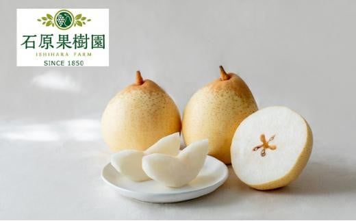 梨 2025年  鴨梨（ヤーリー）3～6玉 約2kg 贈答箱 ナシ なし 岡山県産 国産 フルーツ 果物 ギフト 石原果樹園