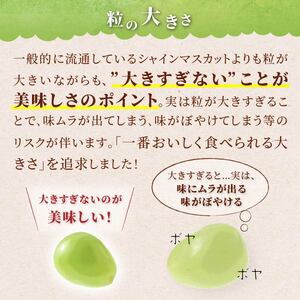 【期間限定発送】 シャインマスカット 訳あり 粒 詰め合わせ 400g 2p 800g [安達長作 山形県 高畠町 tk06ays990007] 小分け フルーツ 果物 くだもの ぶどう ブドウ 葡萄