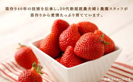 うるう農園 デラックス あまおう 2パック（約570g）【2025年1月下旬～2025年3月下旬順次発送予定】いちご イチゴ 苺 フルーツ 果物 福岡県産