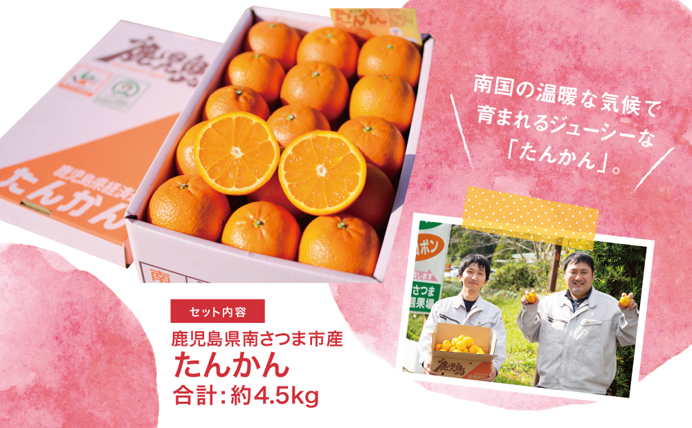 【2026年2月中旬発送開始】鹿児島県産 ブランドたんかん 約4.5kg かこしまブランド 果物 フルーツ 柑橘 常温 JA 南さつま市