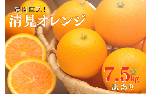 清見オレンジ【訳あり】7.5kg 和歌山県海南市の清見オレンジ  和歌山 海南市  果物 みかん 柑橘 人気 甘い おいしい フルーツ