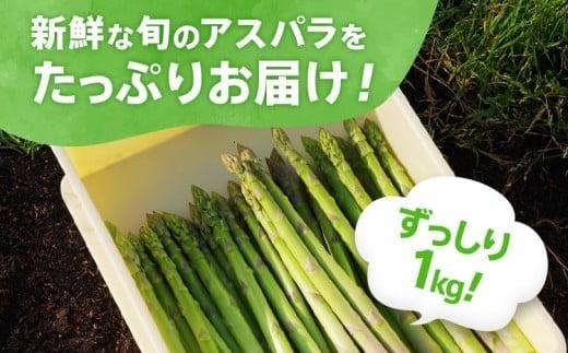 数量限定 先行予約 アスパラ 2Lサイズ 1kg 春芽　朝採り 朝採れ 直送 グリーンアスパラガス アスパラ 【2月～4月お届け】 BT02