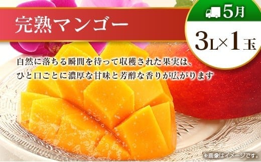 【12回定期便】旬 人気 フルーツ 南国宮崎産 マンゴー ライチ 金柑たまたま シャインマスカット ピオーネ いちご みかん 日向夏 メロン 梨 柑橘 きんかん ぶどう 果物 詰め合わせ 宮崎県 九州