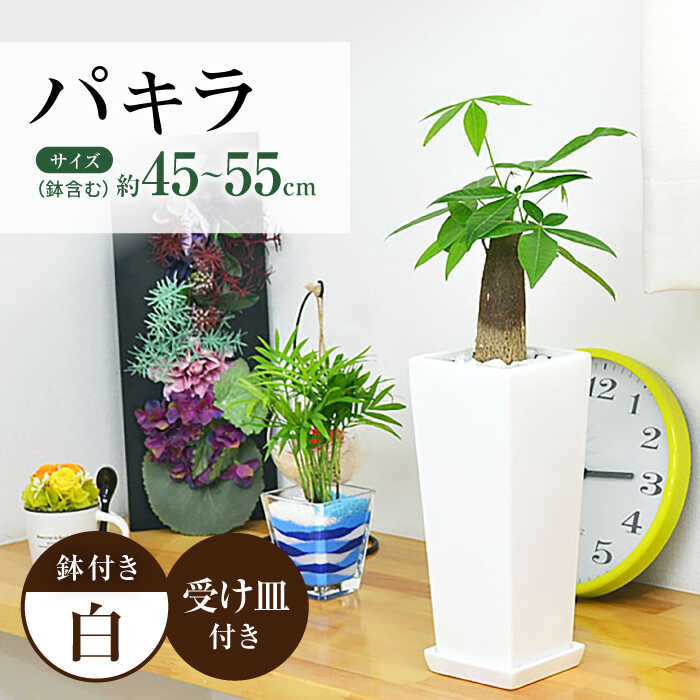 【ふるさと納税】観葉植物 パキラ 陶器鉢植え インテリア 陶器鉢 卓上 角型 / 観葉 植物 インテリア おしゃれ プレゼント / 大村市 / 琴花園[ACYK022]
