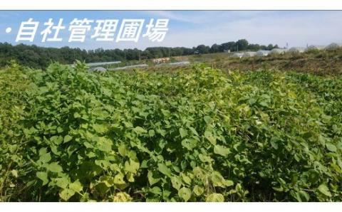 【えごま油】浜田市産 3本 ☆農薬・化学肥料・添加物等一切不使用 調味料 無添加 国産 えごま セット 油 えごま油 【1113】