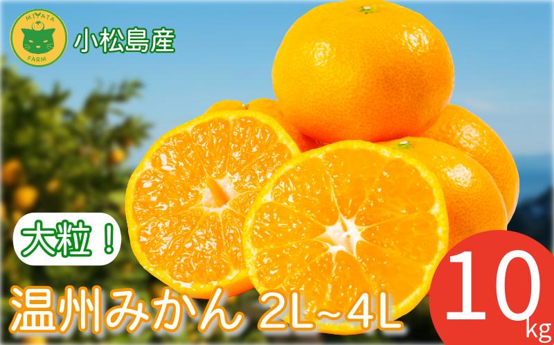 【2026年11月発送】みかん 大玉 温州みかん 10kg 2L~4Lサイズ みかん 蜜柑 ミカン オレンジ フルーツ ふるーつ 果物 くだもの 小松島市