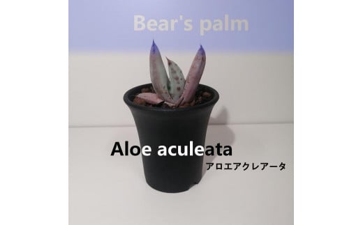 アロエ・アクレアータ　Aloe aculeata_栃木県大田原市生産品_Bear‘s palm