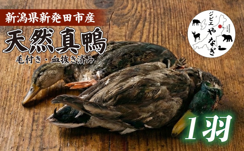 
                  【血抜き済み】 天然真鴨 羽付き 1羽 鴨肉 かも料理 鴨 カモ 真鴨 かも 天然 猟師 国産 ジビエ 鶏肉 もも肉 ささみ 手羽 胸肉 プロ プロ仕様 特別 丸々 そのまま 和食 お店 贅沢 鴨料理 蕎麦屋 和食 新発田市 新潟県 yanagi003
                