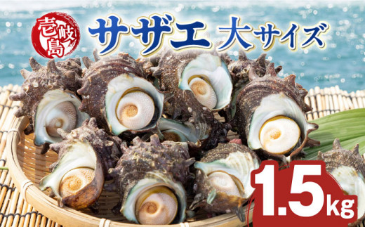 壱岐島 サザエ（大） 合計約1.5kg 《壱岐市》【マルショウ水産】[JBB004] 16000 16000円 お刺身 産地直送 冷蔵配送 サザエ さざえ 栄螺 つぼ焼き 冷蔵 生 刺身 BBQ