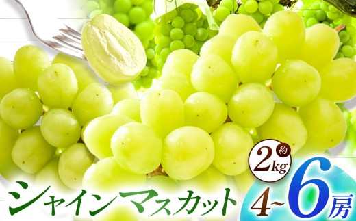 【先行予約】【数量限定】宮内果樹観光園のシャインマスカット 約2kg 5房前後 | フルーツ 果物 くだもの ぶどう ブドウ 葡萄 シャインマスカット マスカット 産地直送 大分県 中津市