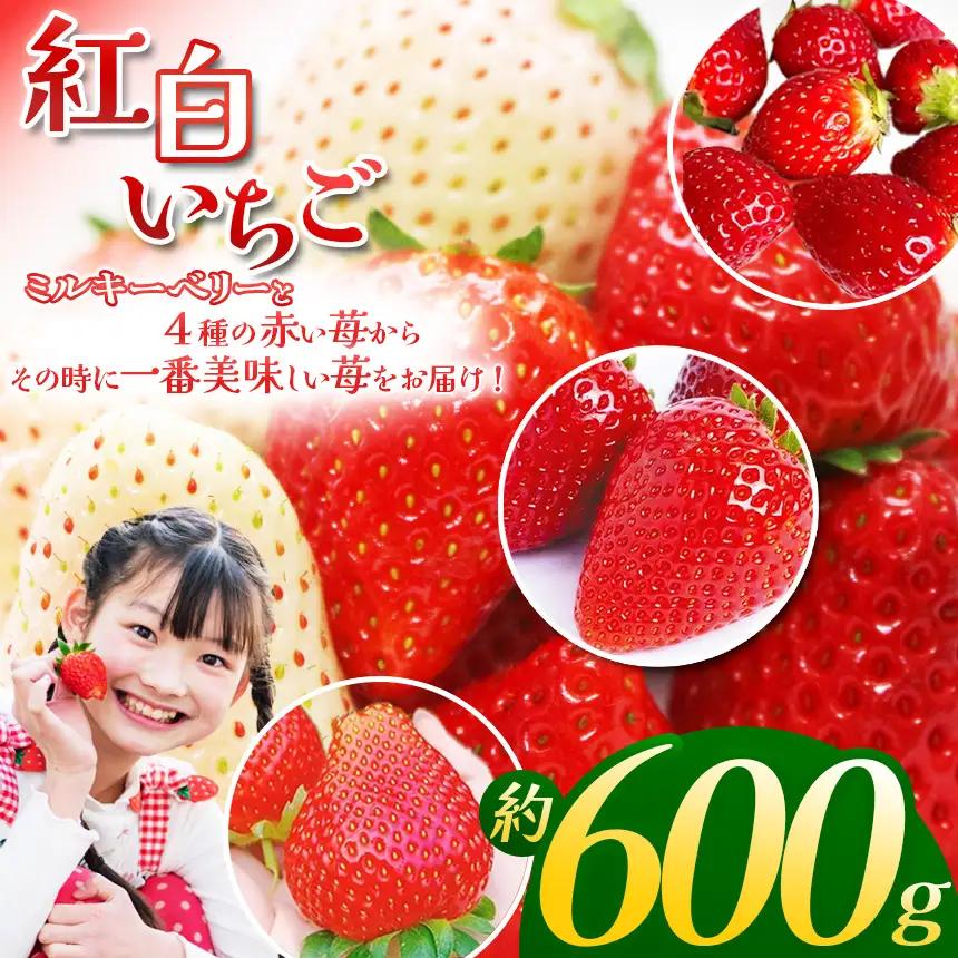 【ふるさと納税】【先行予約】紅白いちご300g×2 | 栃木県 下野市