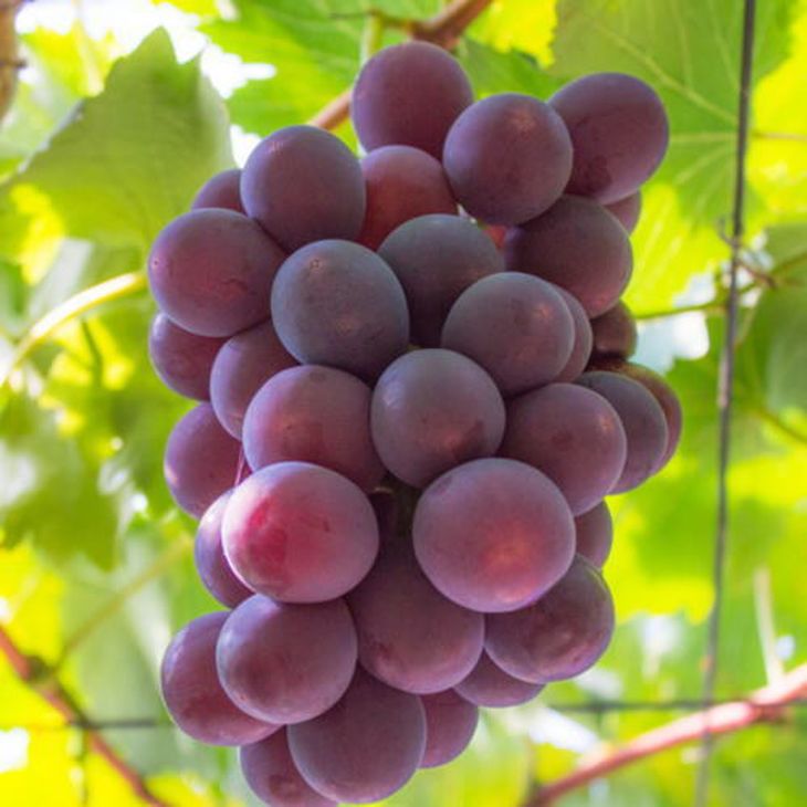 【夏秋の美味】フルーツ王国和歌山の"濃厚"種無しピオーネ 約2kg