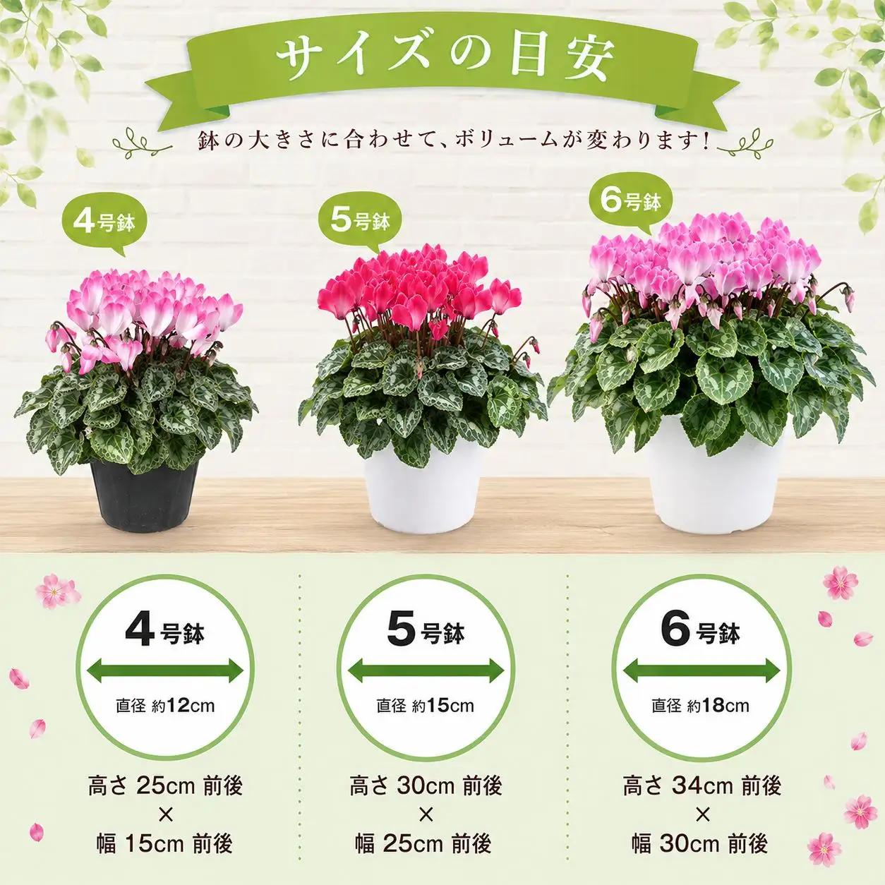 【期間限定】シクラメン 色 おまかせセット 5号×1鉢 | シクラメン