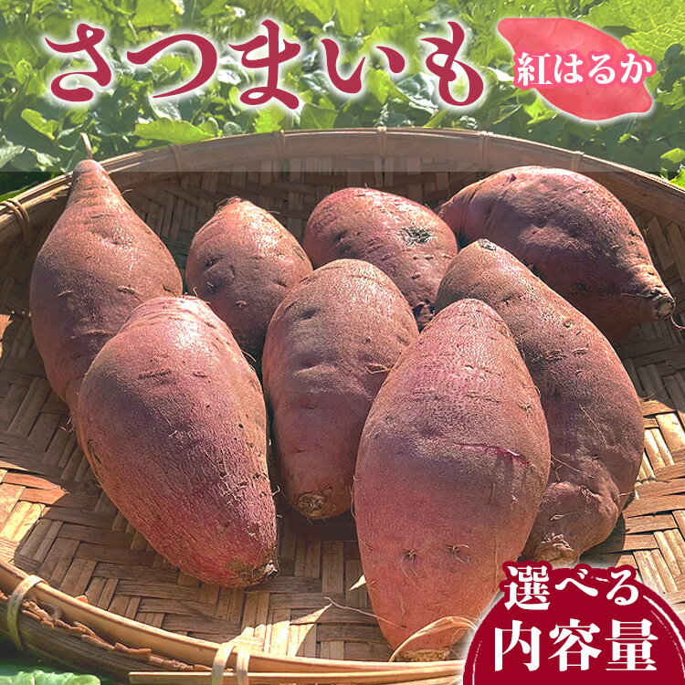 【ふるさと納税】＼選べる内容量／さつまいも 紅はるか 2kg・4kg ｜ サツマイモ かんしょ 美浜町産 知多半島産 愛知県産 国産 期間限定　※北海道・沖縄・離島への配送不可