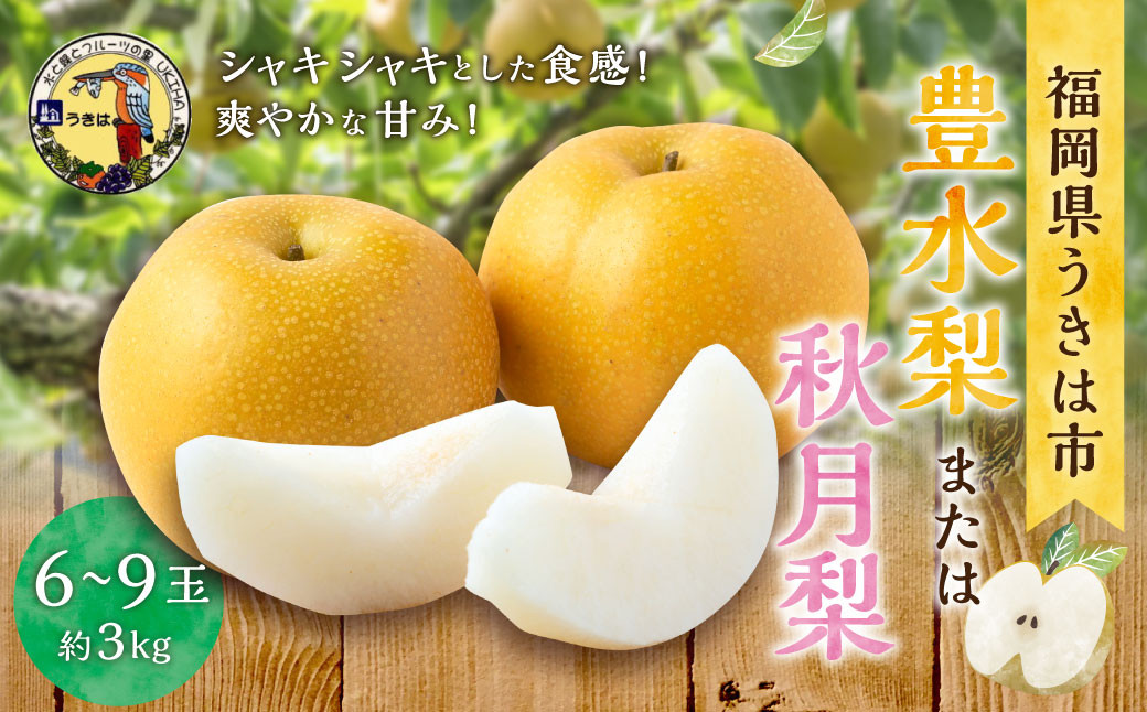 
            【先行予約】 道の駅うきは 豊水梨 または 秋月梨 6玉から9玉 （約3kg） 【2025年8月下旬から9月上旬 出荷予定】 梨 なし ナシ 豊水 ほうすい 秋月 あきづき 果物 くだもの フルーツ 果実 新鮮 フレッシュ ジューシー お取り寄せ 福岡県 うきは市
          