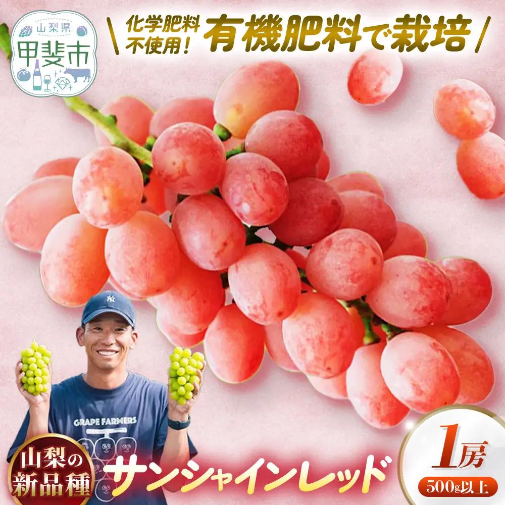 山梨県オリジナル品種ぶどう サンシャインレッド 1房（500g以上） 山梨県産ぶどう